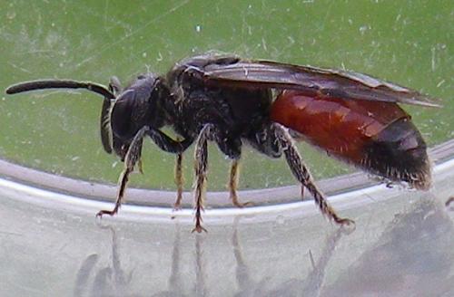 Sphecodes sp.